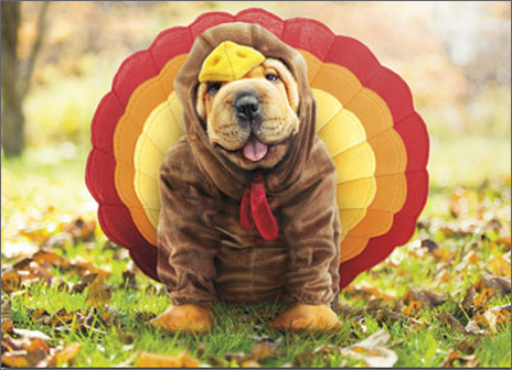 http://highlandpethospital.com/wp-content/uploads/2017/10/Thanksgiving-Turkey-Dog.png
