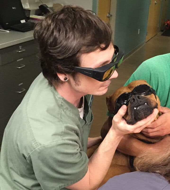Video: Dog receiving laser therapy treatment