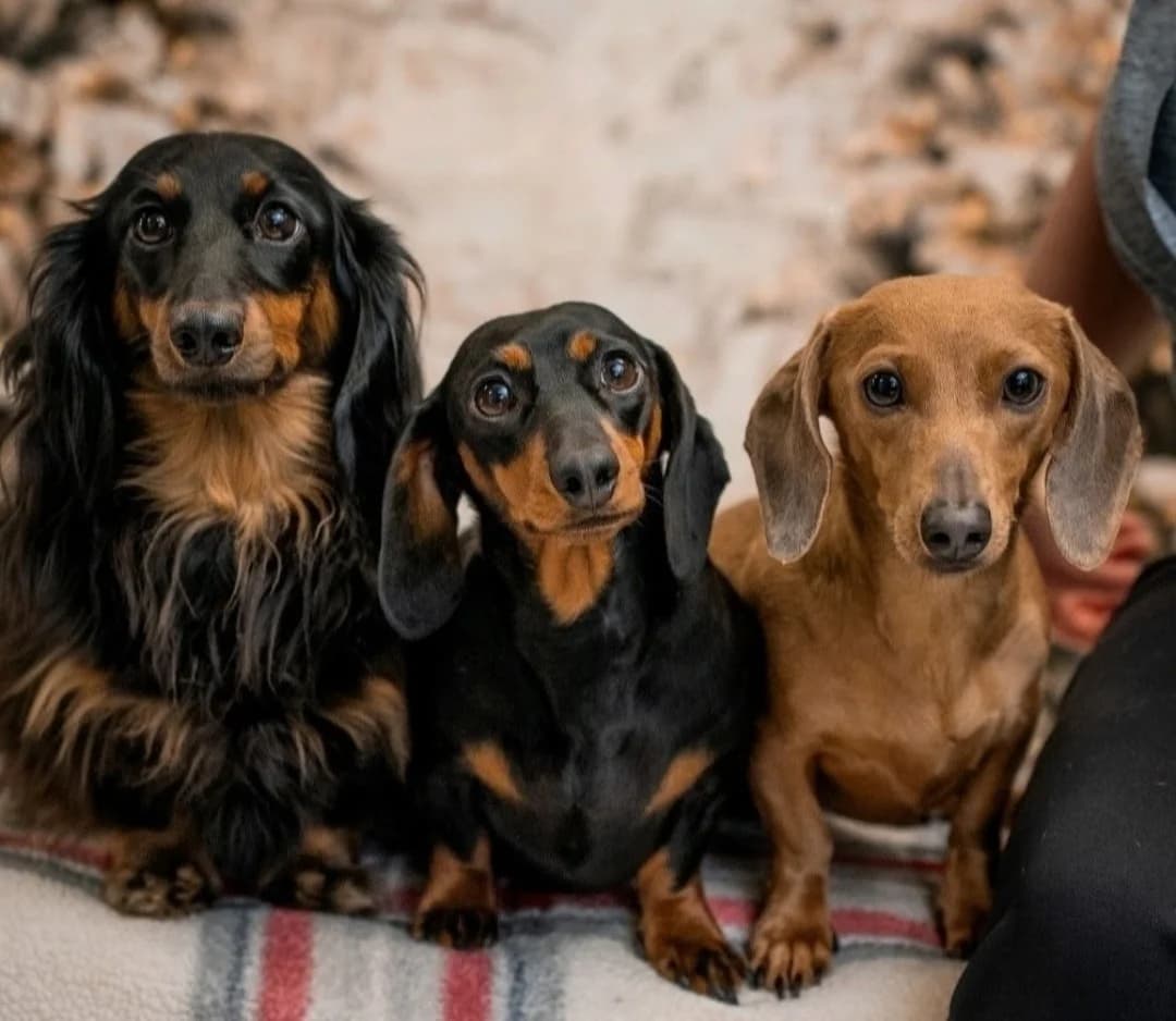 Duke, Stella, and Tilly