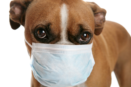 can you catch an upper respiratory infection from a dog