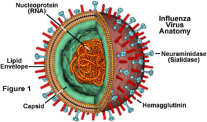 influenza cell