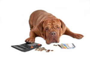 dog & calculator