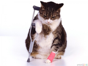 cat-crutches